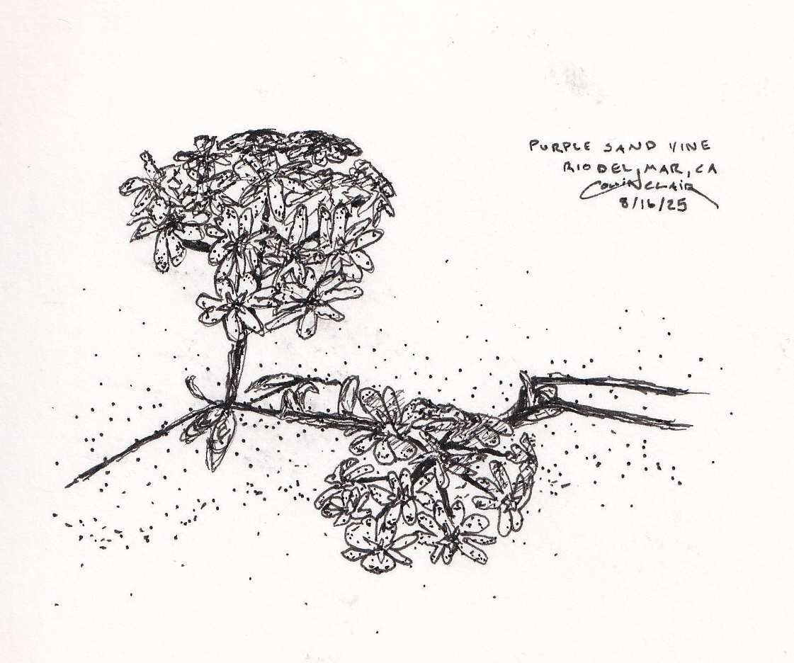 Purple Sand Vine