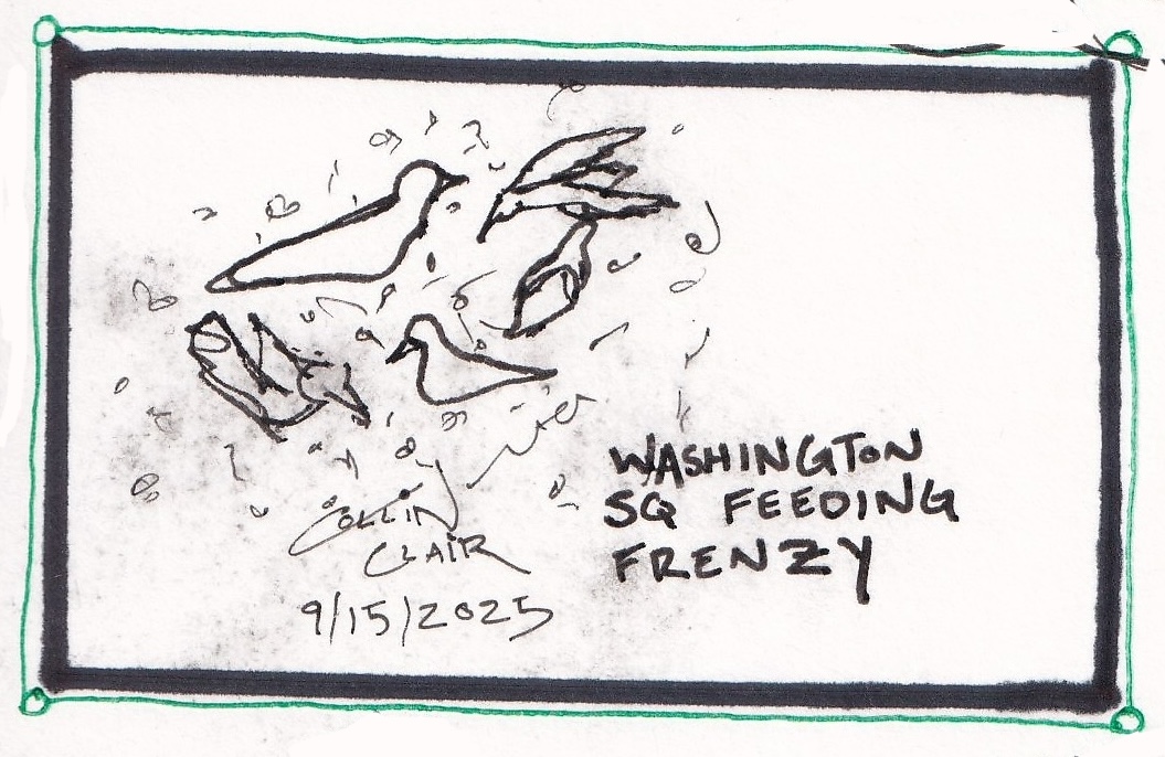 washington sq feeding frenzy